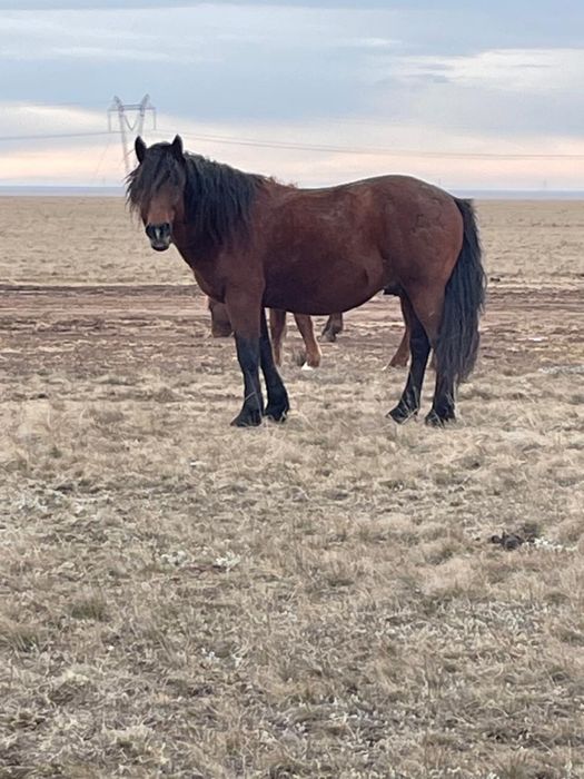 Продам жеребца , айғыр сатамын