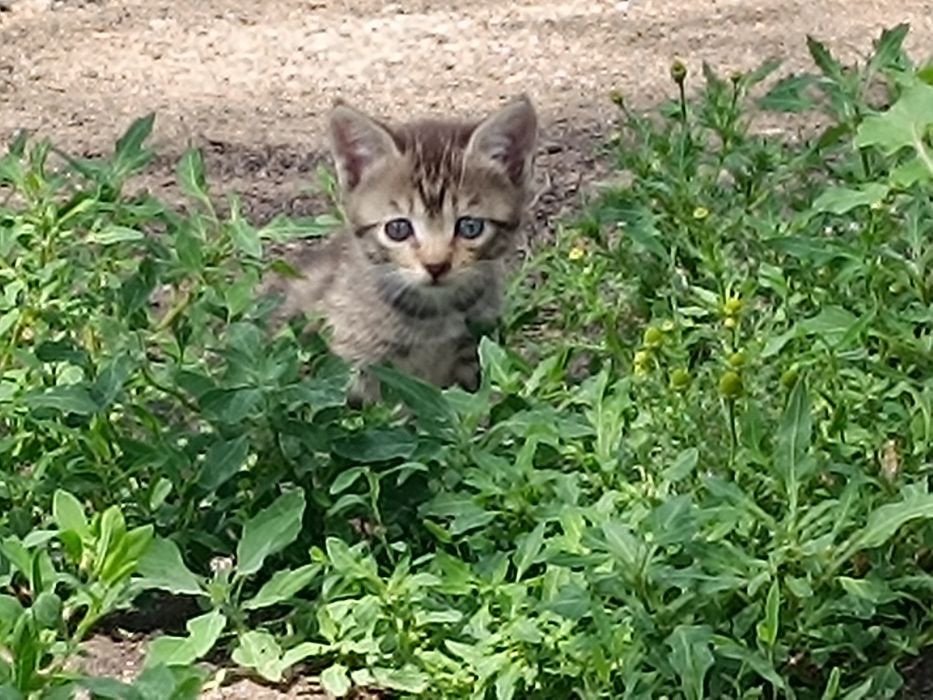 Есть котята ,от брошенной кошки