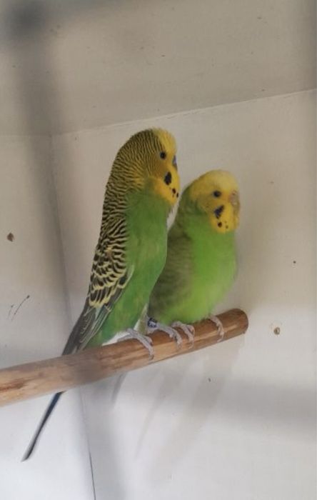 Papagali Perusi/Puisori blanzi/Maturi reproducatori