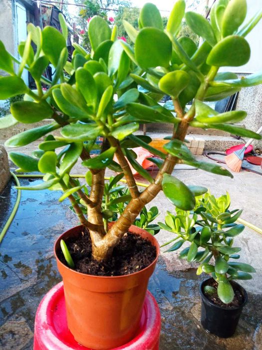 Цветя дървото на живота