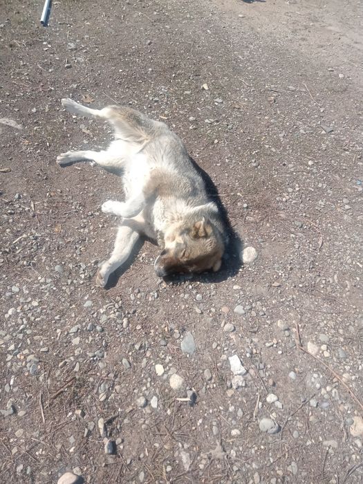 Отдаем руки щенок девочка найдёныш