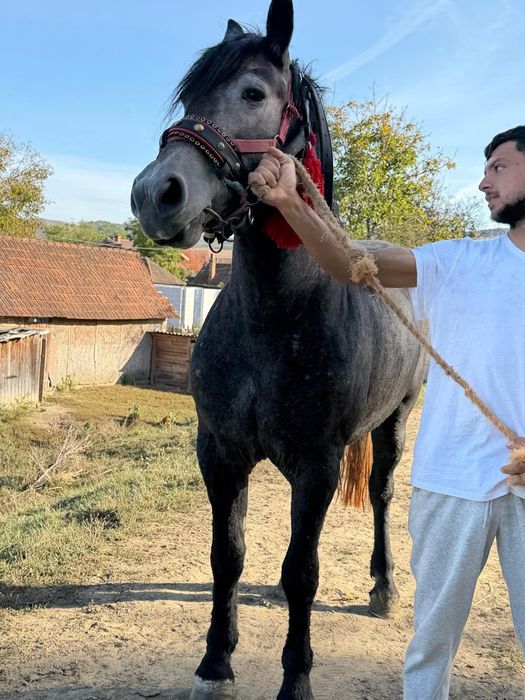 Vad mânză de doi ani sură