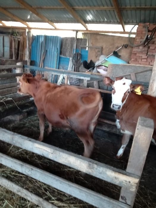 Продам телят один мальчик две девочки. .