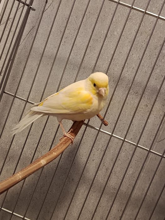 Продам канарейку (девочка)