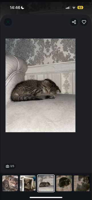 Продаются кошки
