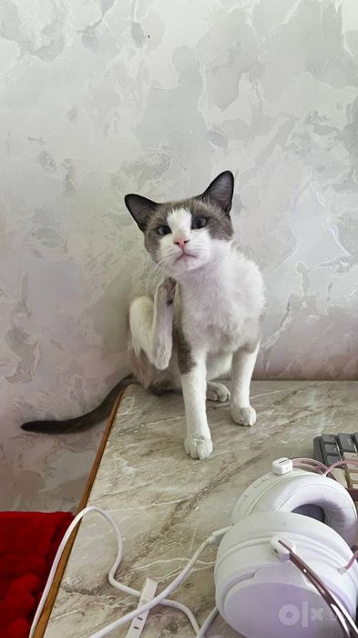 Snowshoe mushuk 1yarim yosh ogil bola