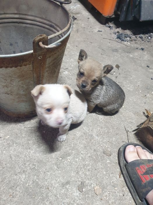 Donez catei talie mica