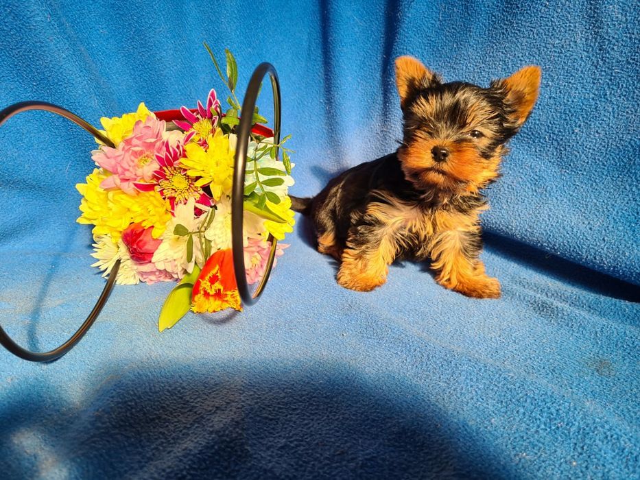 Отличный подарок щенки Йорка