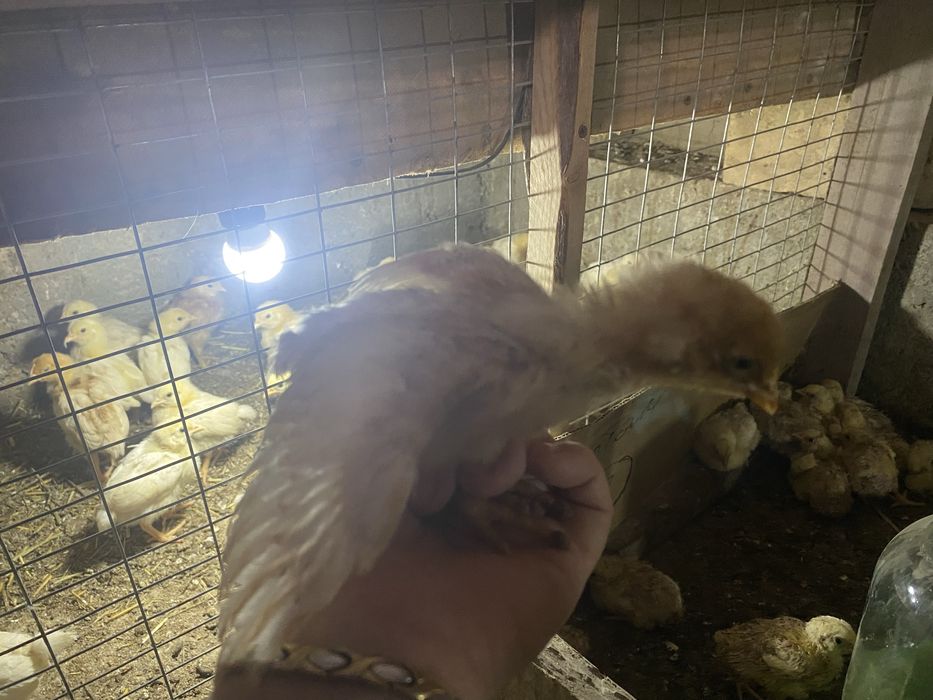 Балапан Ломан браун, бройлер