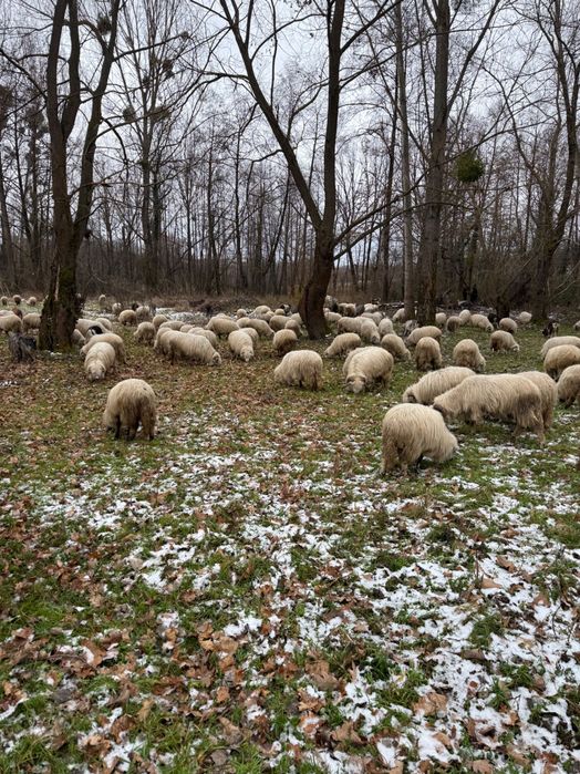 Ovine .și caprine de vnzare preț negociabil  sunați telefon.0740964412 din Satu Mare județul .C…..O