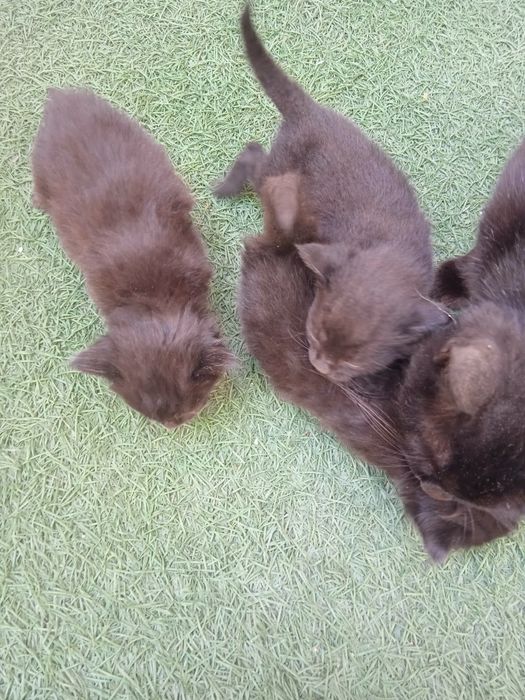 Котята отдам добрые руки