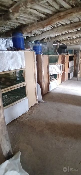 Bedana biznes jixozlar arzon narhda
