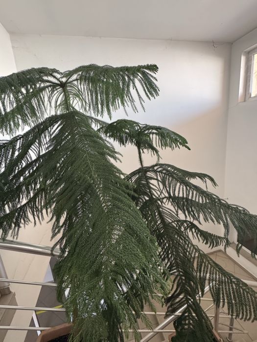 Дърво араукария-декоративно