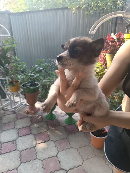 Щенки звоночки в хорошие руки