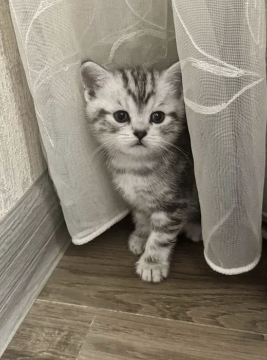 Чистокровные Британские котята