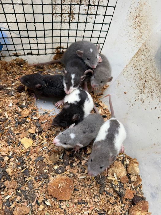 sobolani de companie