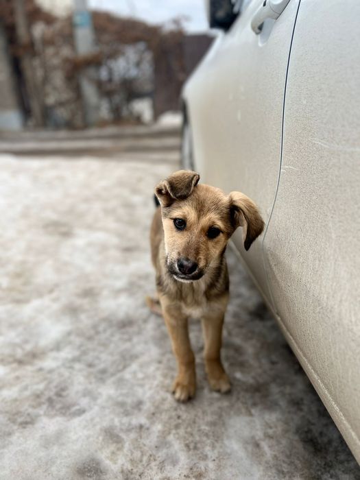 Отдам щенков  в хорошие  руки