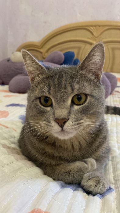 Кот ищет себе кошку для вязки