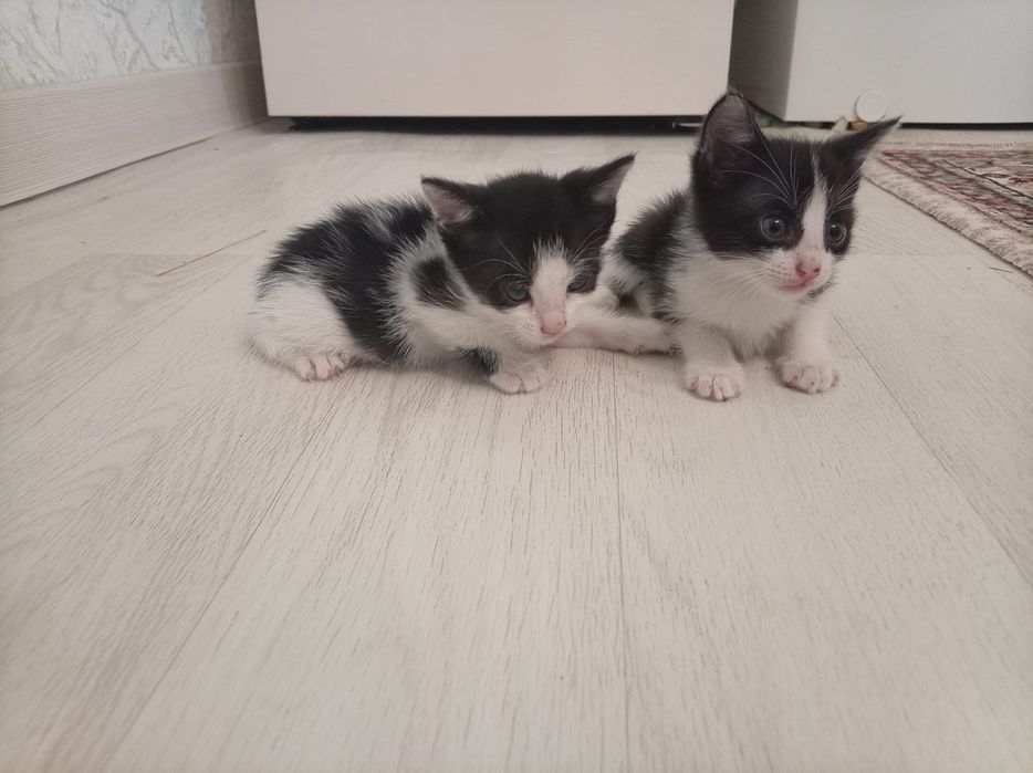 Отдам даром котят
