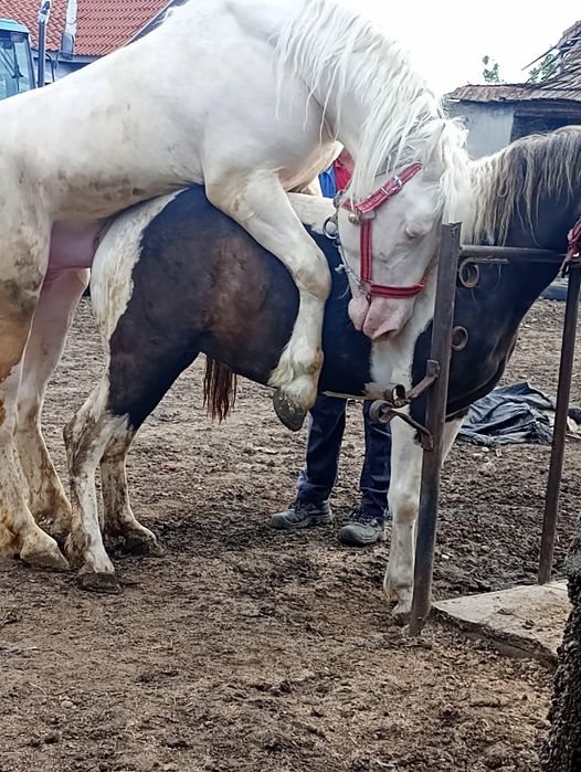 Mânză tărcată de vânzare