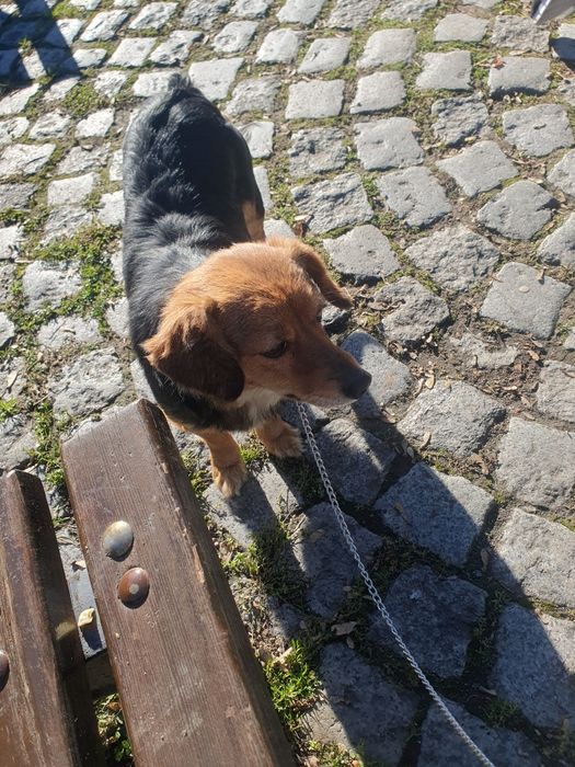 Спешно търси дом