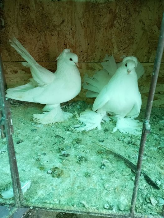 Iepuri porumbei de vânzare