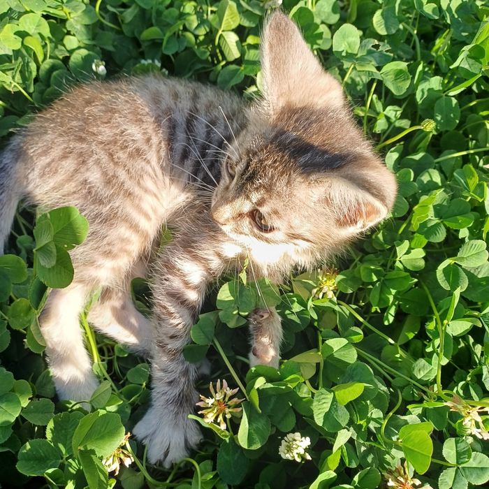 Отдам котёнка в хорошие руки
