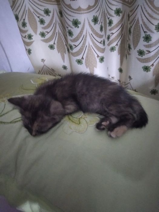 Две кошечки.Здоровые,весёлые.