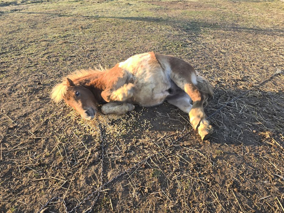 Monta ponei armăsar sau vand