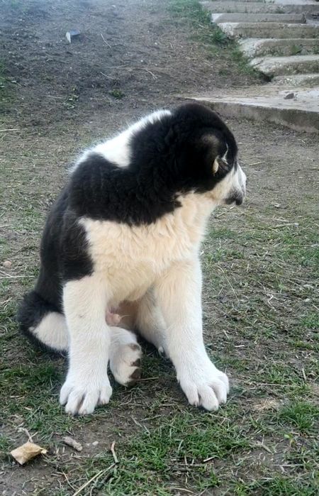 Төбет күшік сатылады тяж