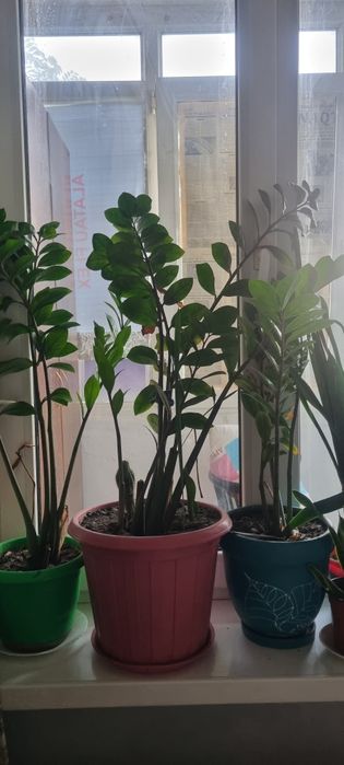 Цветы продам разные