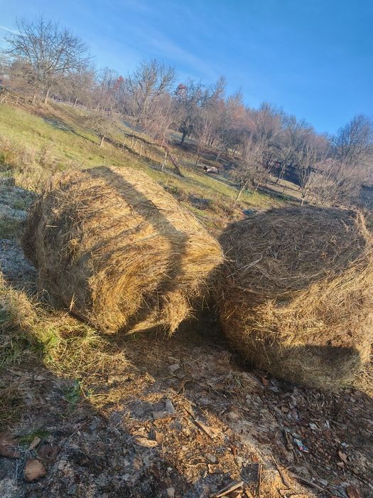 Baloti FAN 2025 ofer transport la cerere 160x120