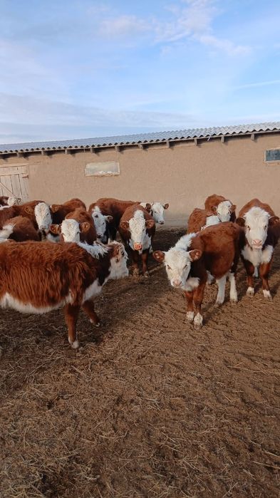 Ірі қара мал сатылады