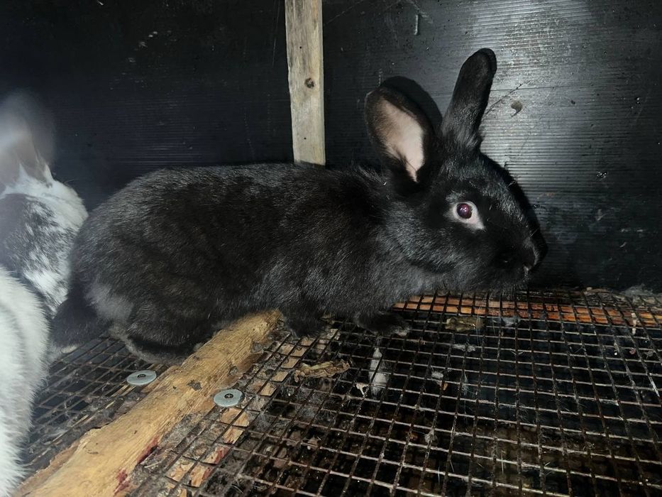 Қуёнлар сотилади