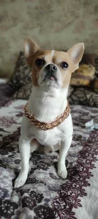 Вязка чихуахуа мальчик