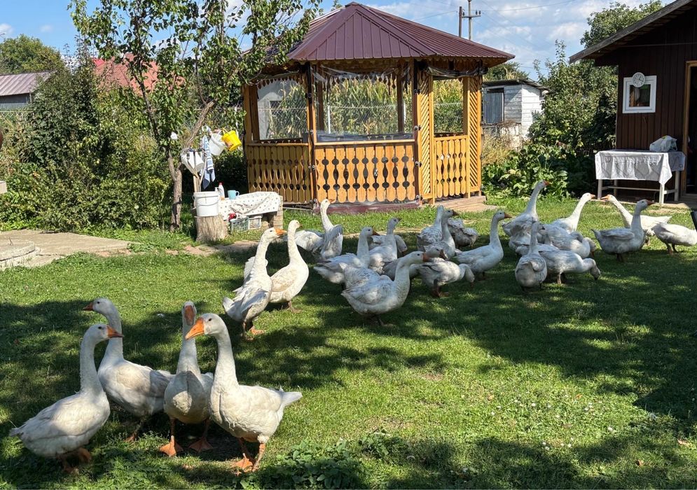 Gâște albe românești – crescute natural în gospodărie – Dobreni, Neamț