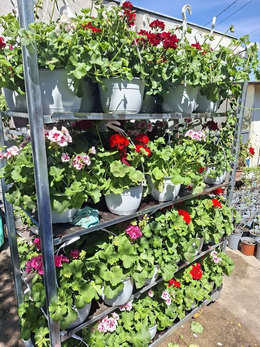 Flori de Sezon – Trandafiri la ghiveci, Mușcate Caliope și Curgătoare