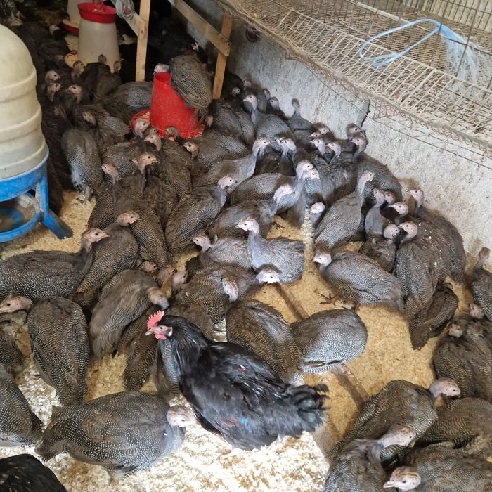 Bibilici de carne și ouă  de vânzare  tineret.