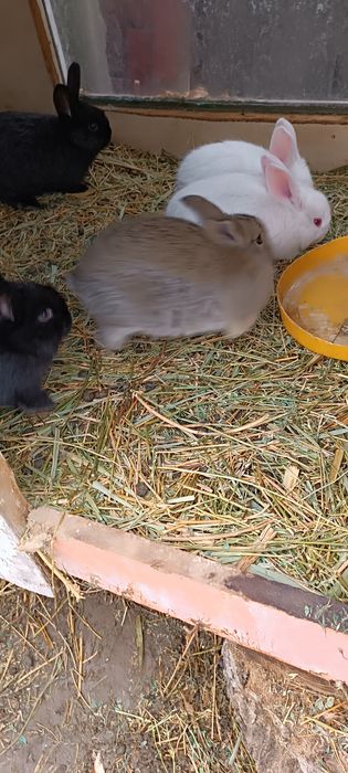 Продам кролик по 2500