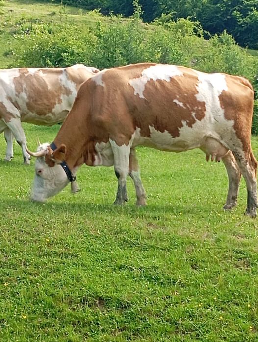 Vaca de vîndut din 3 August , fără vițel este de al treilea vițel 0034604962466vinde fară vițel.
