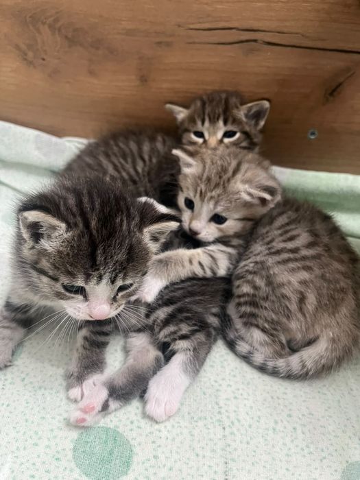 Котят в добрые руки