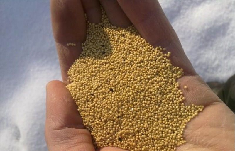 Амарант уруғи сотилади. Емга боп материал