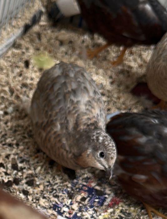 Китайские перепелки