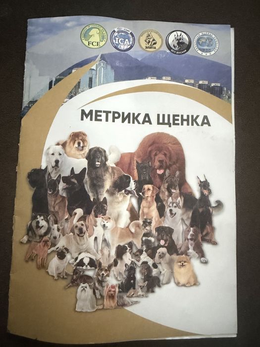 Продам собаку лабродор