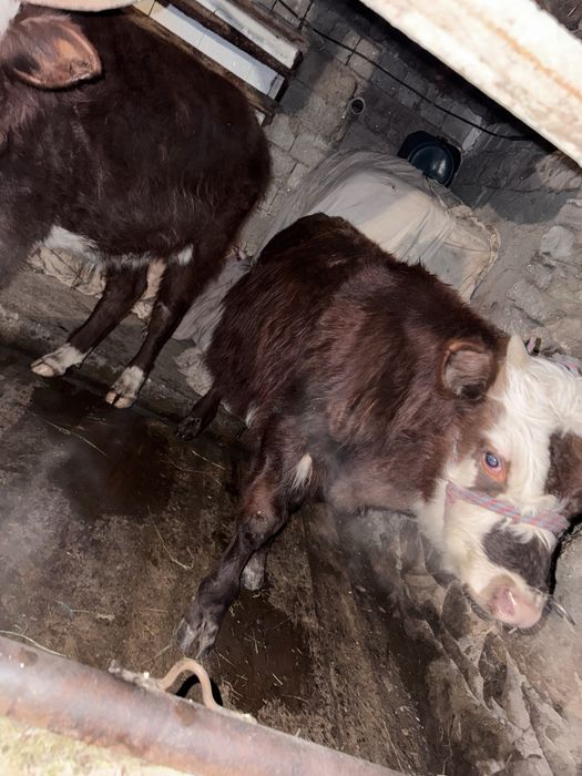 4 бас плотарашка 1 бас торпақ