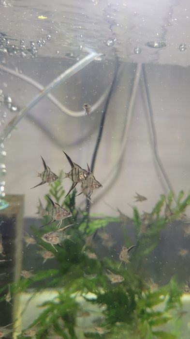 Rio Nanay Angelfish малки