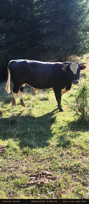 Vând  Taur cu vârsta de 2 ani.