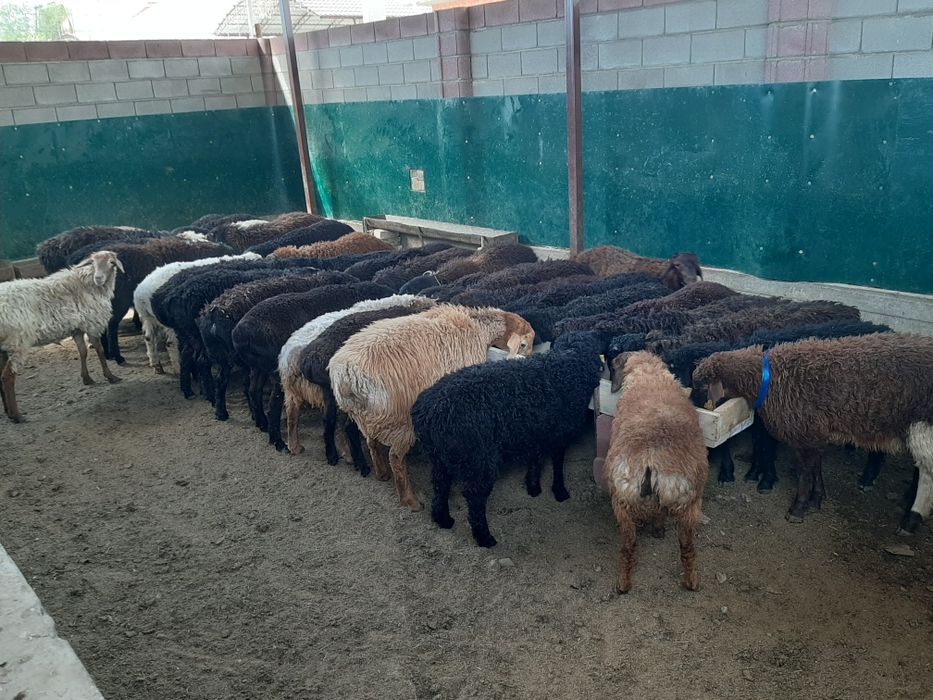 Май семиз кой токты тусак кошкар