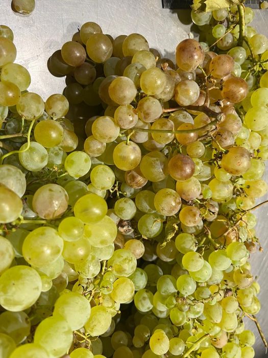 Struguri pentru Procesat