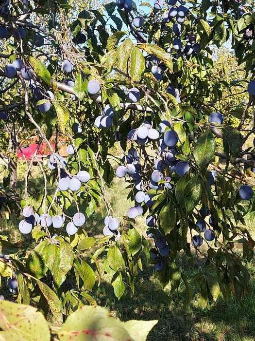 Prune tuica anaspet și pere gutui